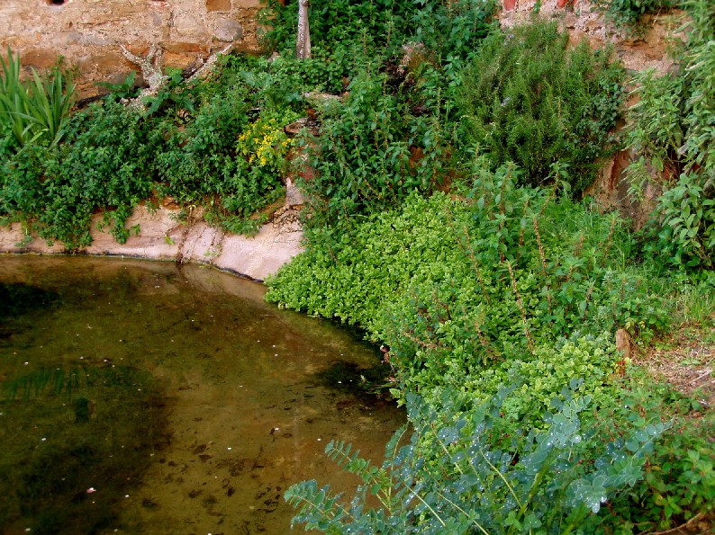 Il Laghetto del Centro di Entomologia - Piombino (LI)